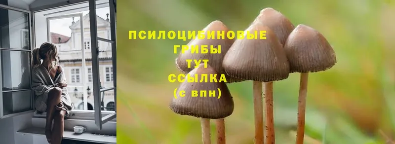 мега вход  Искитим  Псилоцибиновые грибы Magic Shrooms 